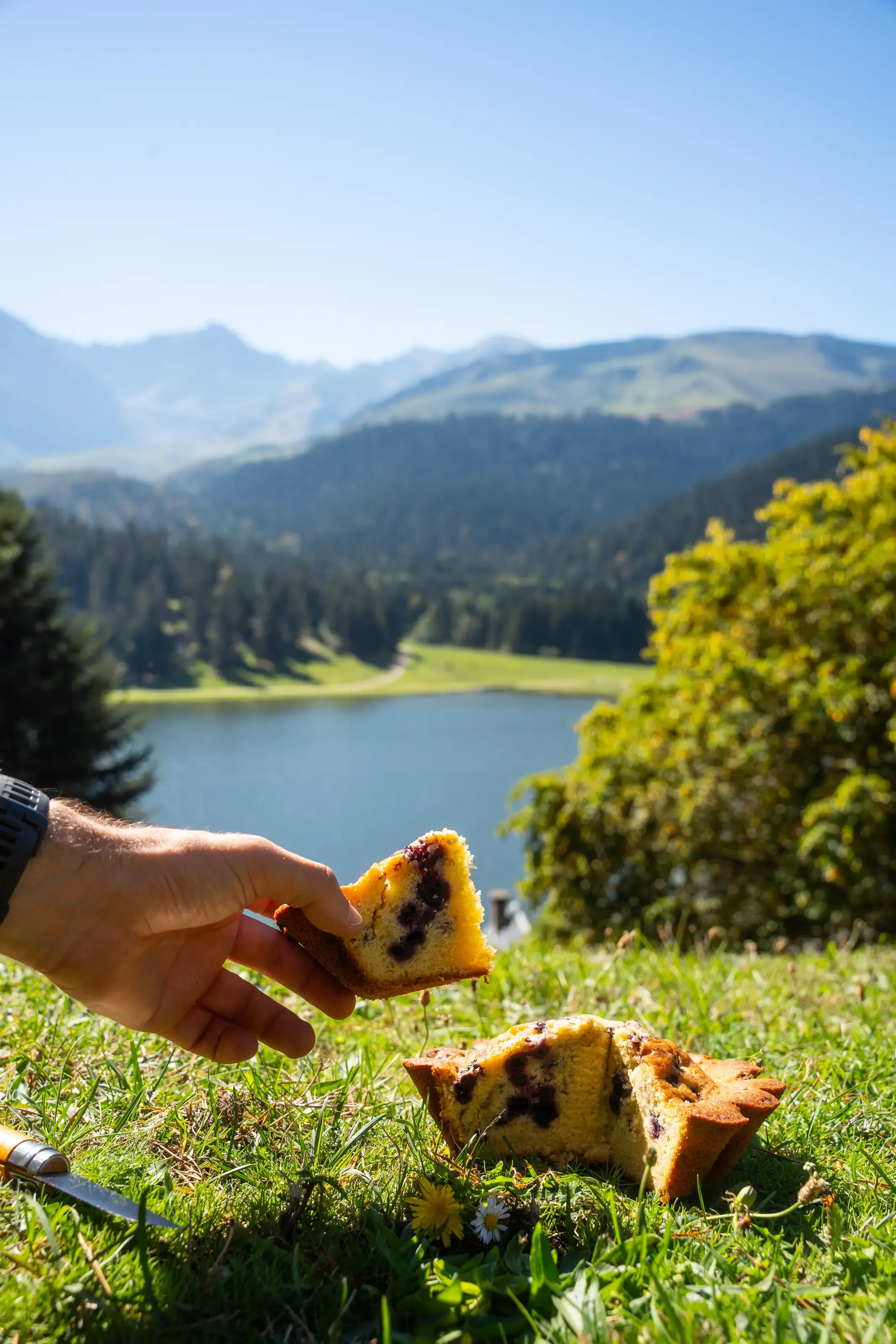 Tourte des Pyrénées au lac de Payolle en été 